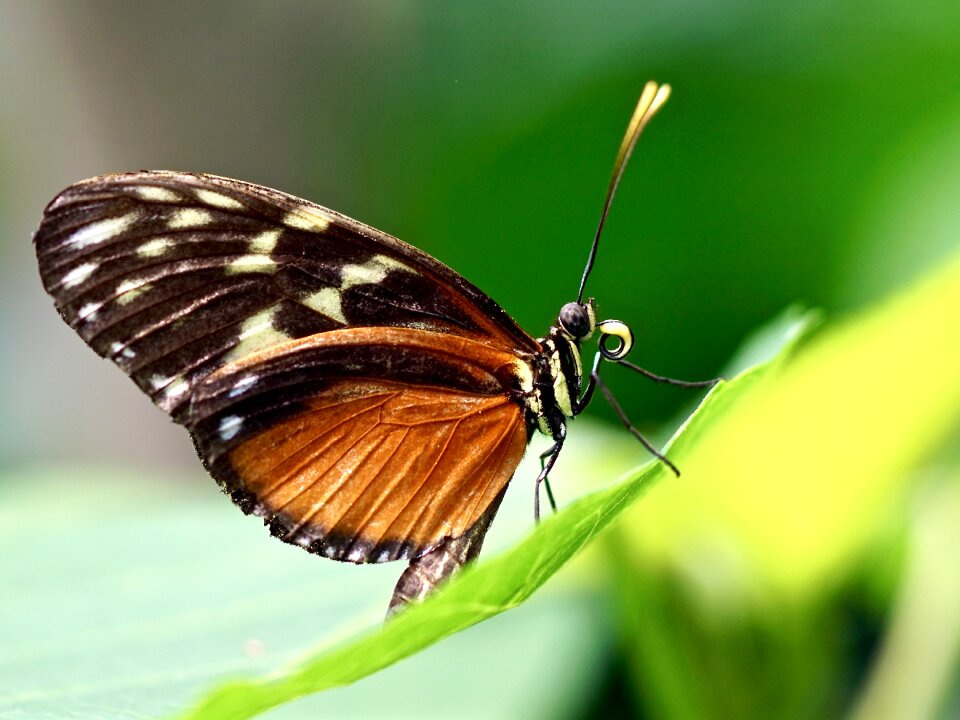 Tropical animal wing