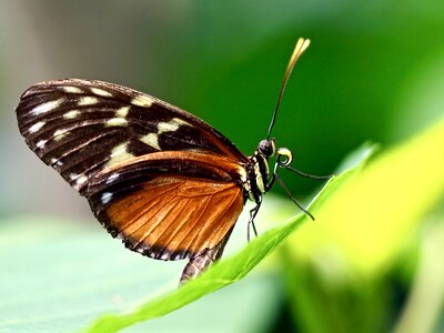 Tropical animal wing photo