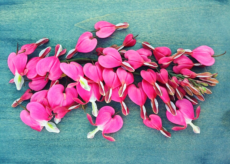 Heart plant floral
