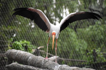 Take off birds animal