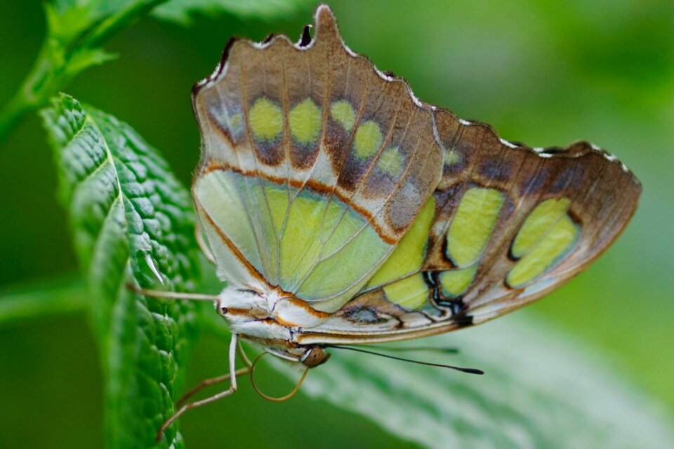 Tropical animal wing
