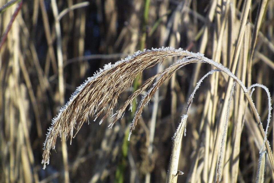 Nature wintry plant