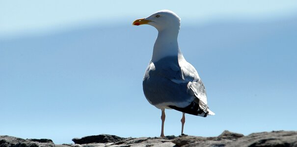 Gull bird natural beauty