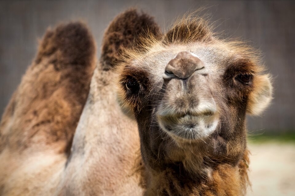 Camelus bactrianus animal fauna