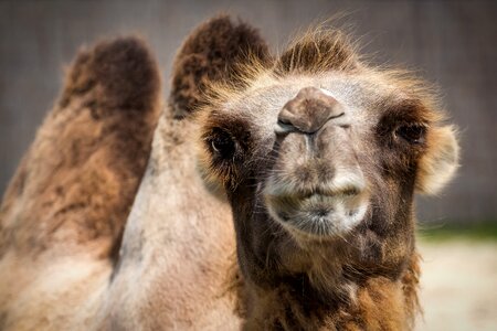 Camelus bactrianus animal fauna photo