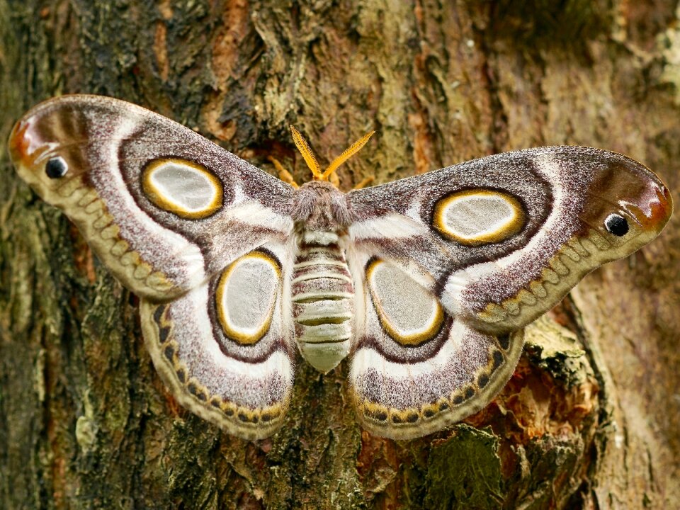 Nature wing close up