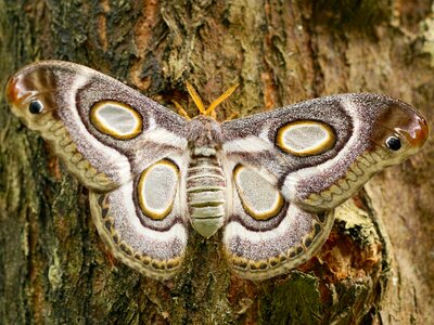 Nature wing close up photo