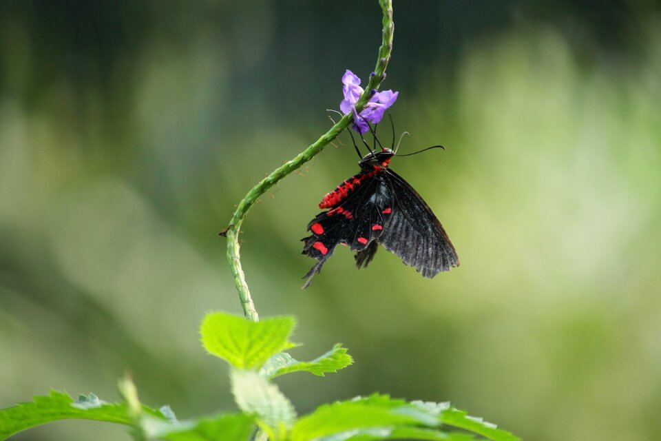 Insect animal flower