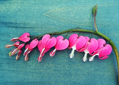 Heart plant floral