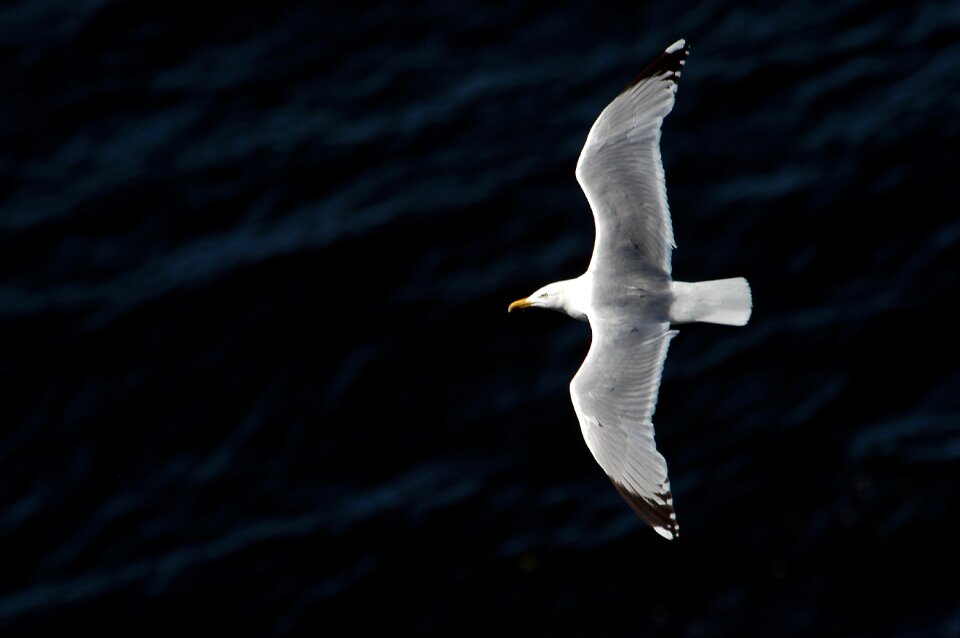 Gull bird natural beauty