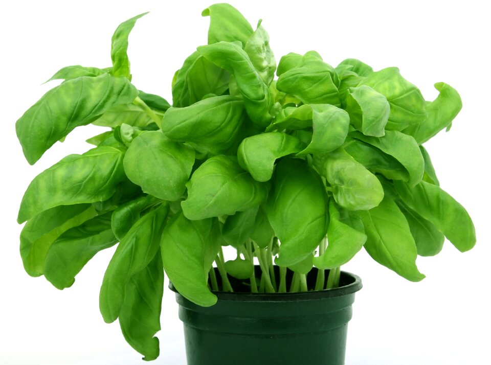 Leaf natural vegetable