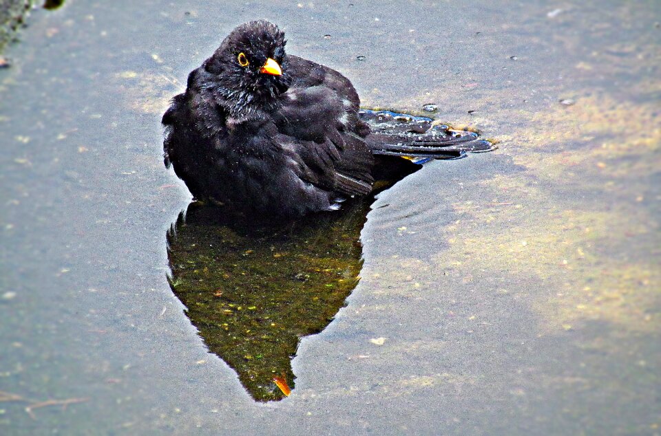 Fly bird view water