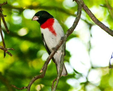 Ornithology forest grosbeak photo