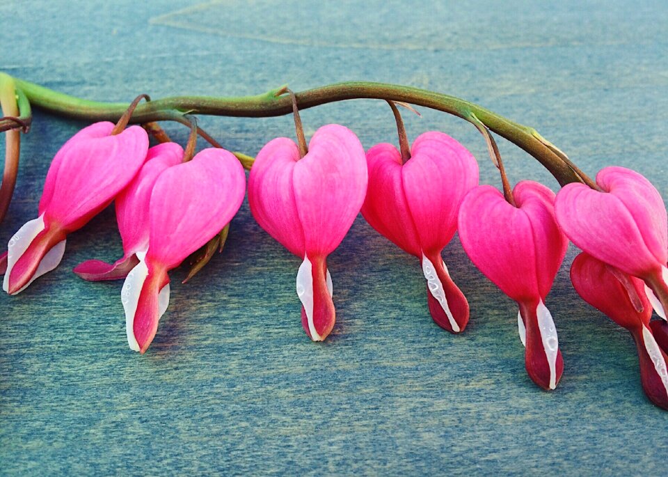 Heart plant floral