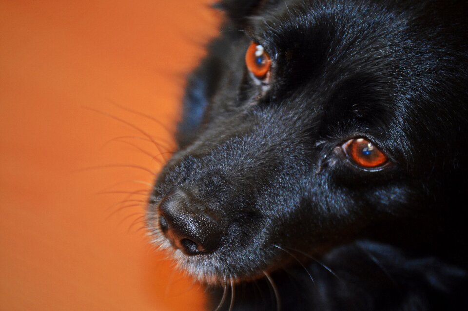 Animal nature doggy