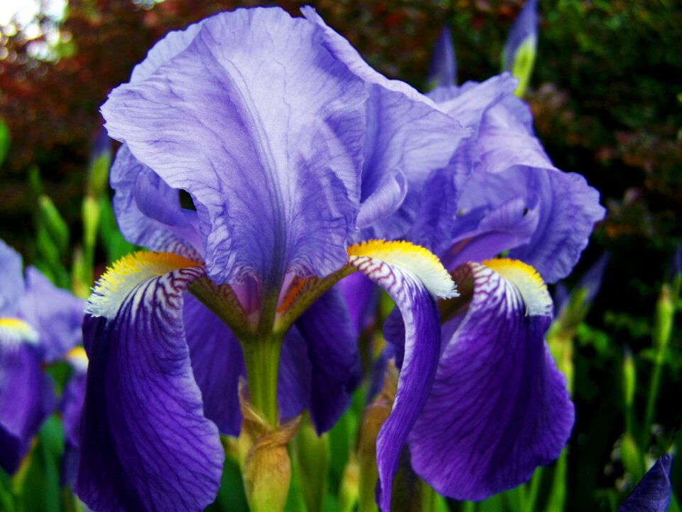 Iris fleur-de-lis bluish-violet flower spring
