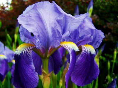 Iris fleur-de-lis bluish-violet flower spring