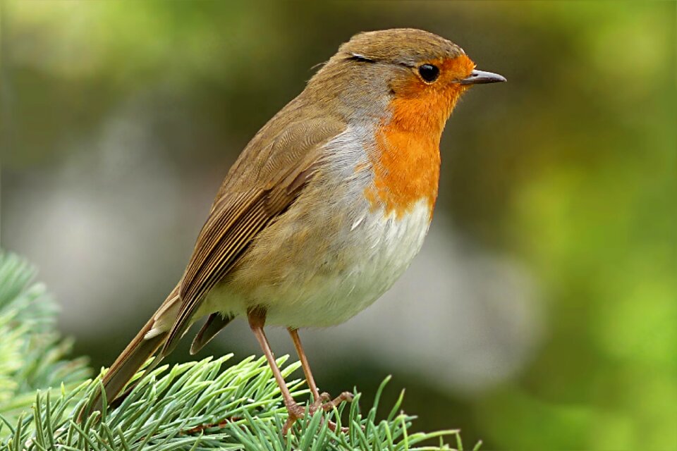 Bird garden foraging