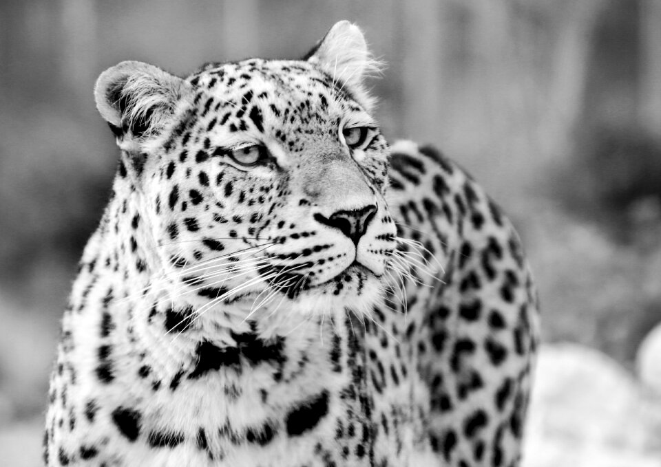 Black white recording portrait close up