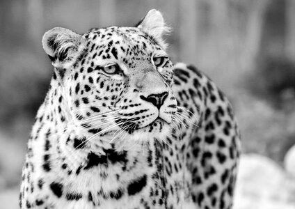 Black white recording portrait close up