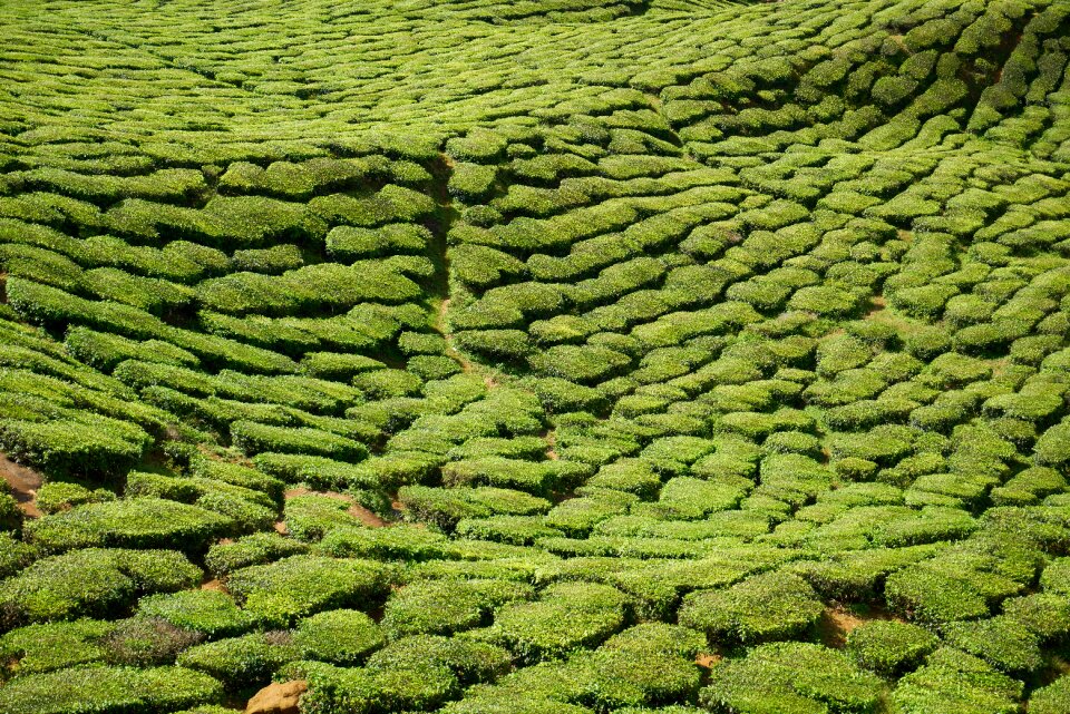 Landscape nature peace