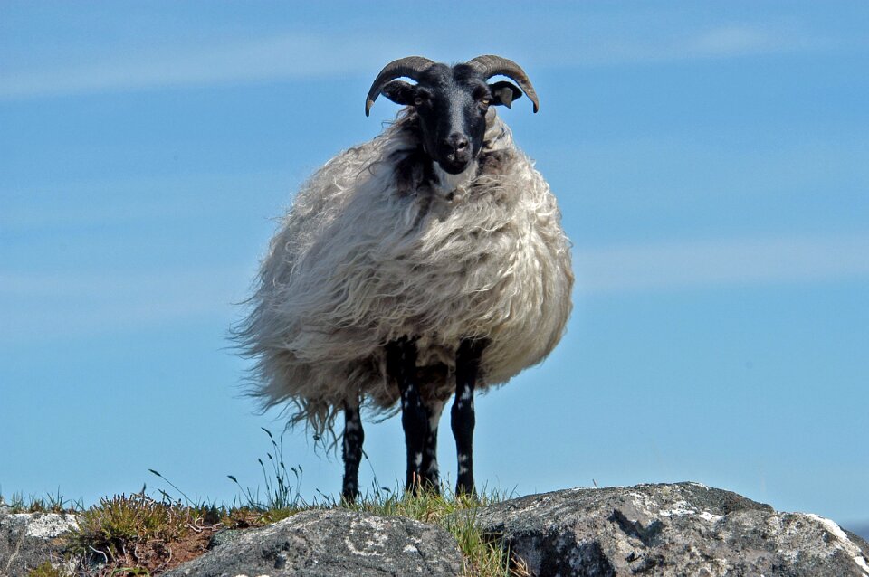 Sheep ireland Free photos