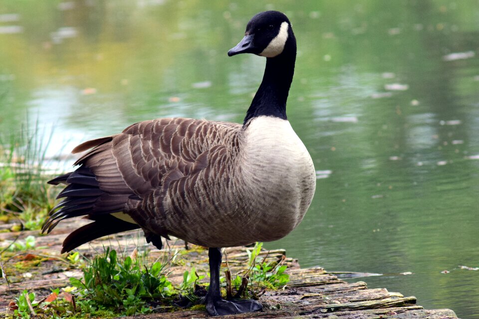 Nature bird poultry