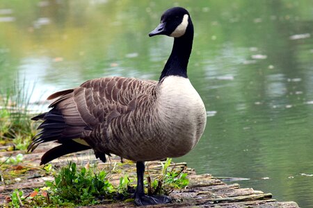 Nature bird poultry