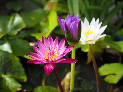 Leaves open flower