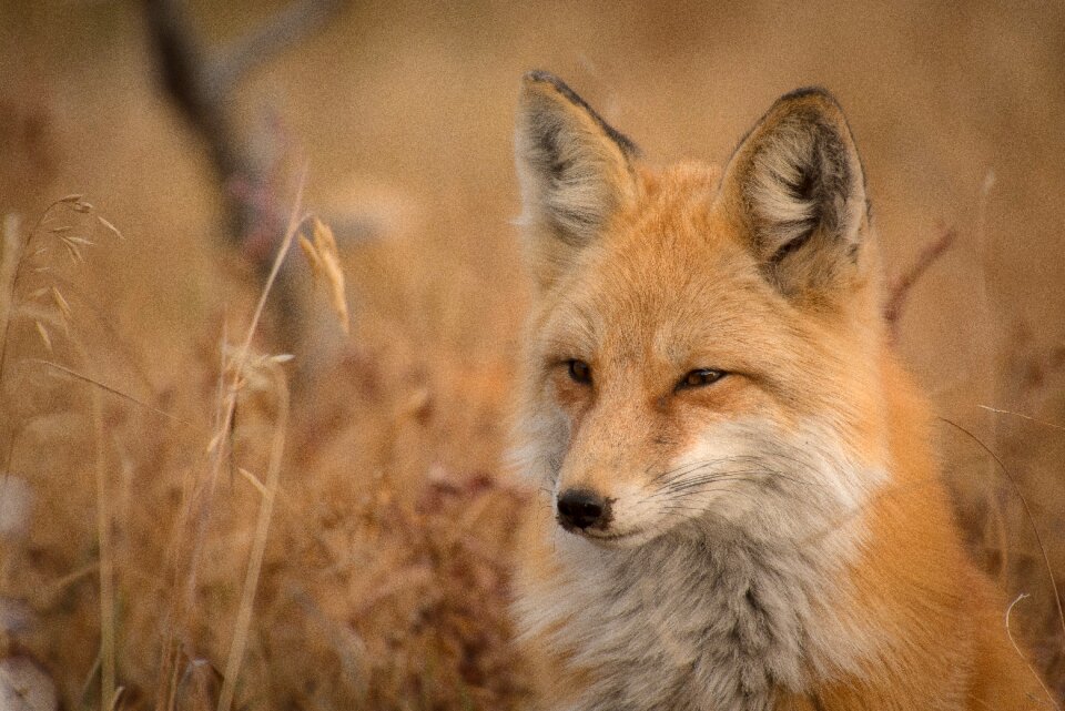 Carnivore close-up fur