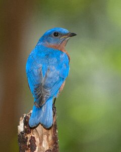 Ornithology forest blue bird photo