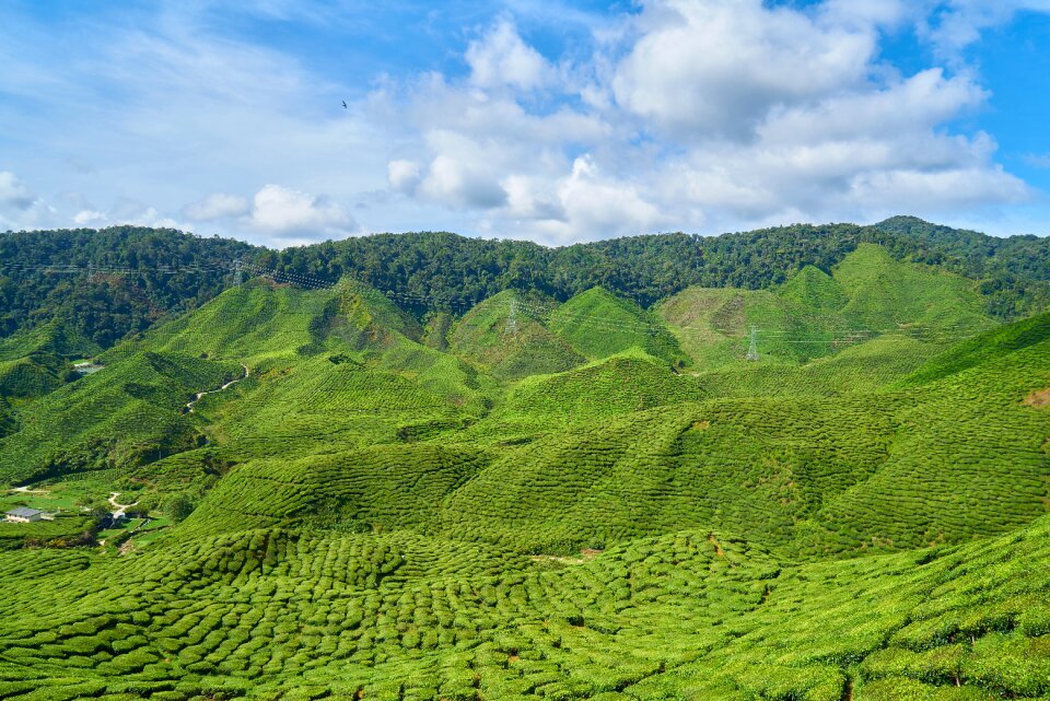 Landscape nature peace