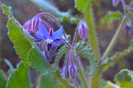 Purple flower nature spring