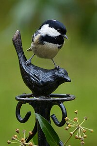 Bird garden foraging