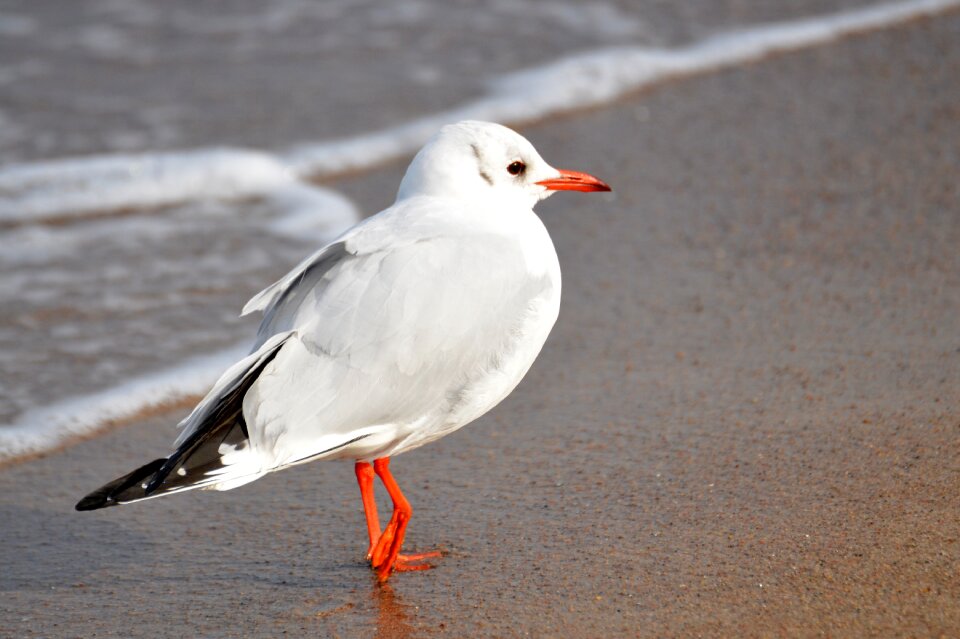 Sea water bird