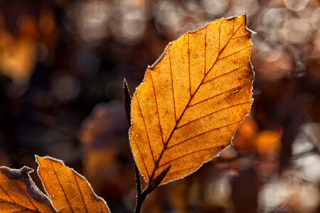 Autumn autumn light backlighting photo