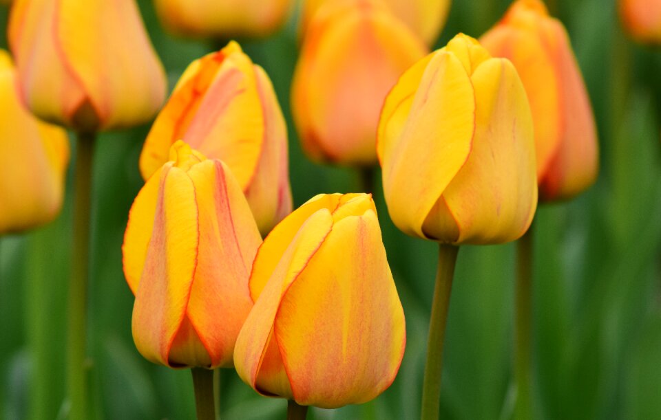 Flowers spring flower cut flowers