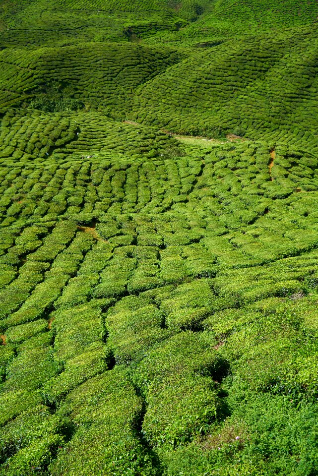 Landscape nature peace