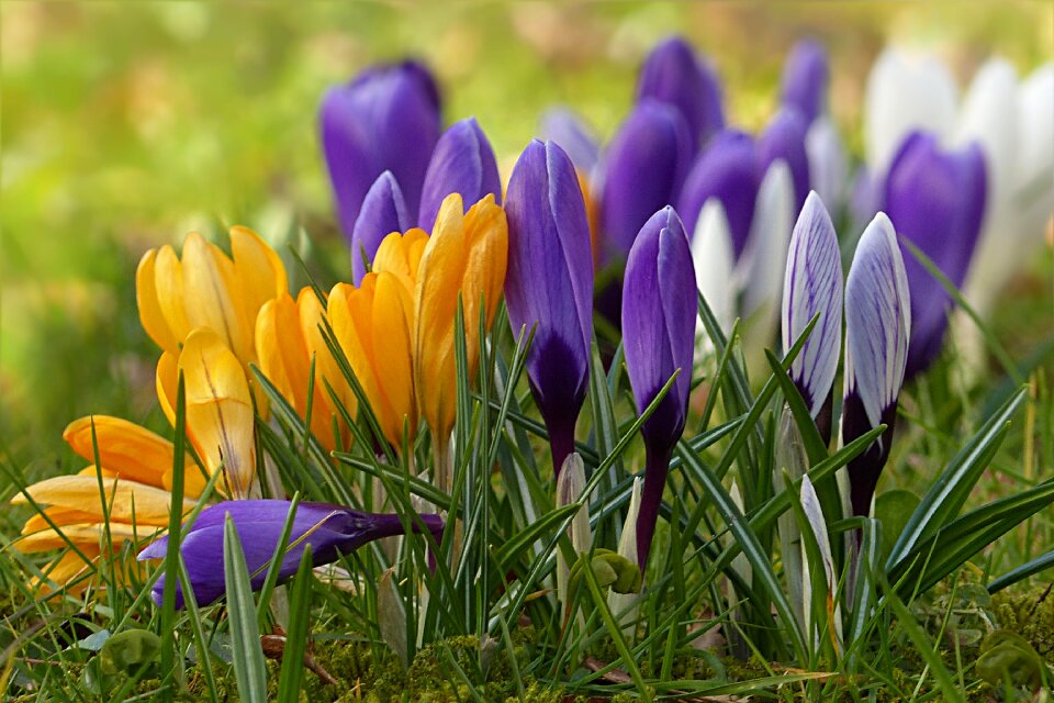 Flower spring flower colorful