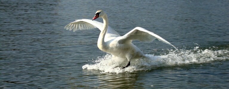Wild birds swan nature