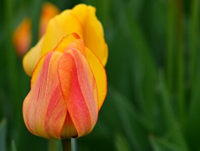 Flowers spring flower cut flowers