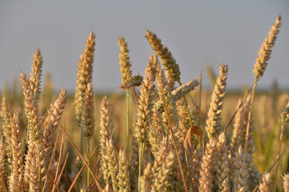 Landscape wheat field grain