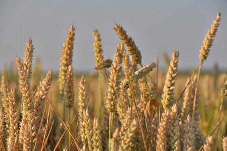 Landscape wheat field grain photo