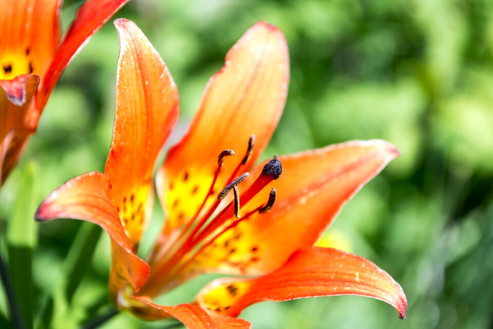 Floral nature plant