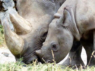 Black rhino magdeburg zoo