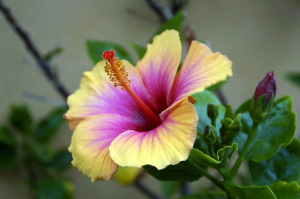 Flower blossom bloom
