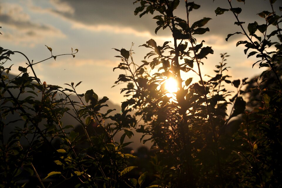 Sun abendstimmung bush