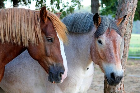 Pasture kaltblut light brown