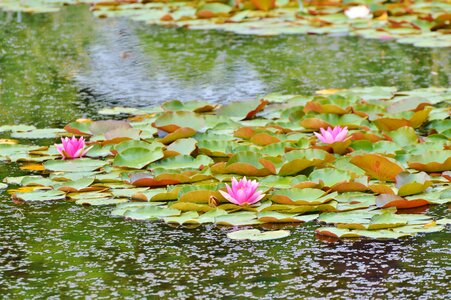 Aquatic plant flower plant