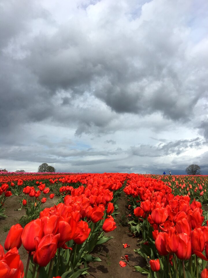 Flower garden spring